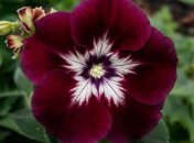 Петуния требовала правильного ухода (изображение создано с помощью ИИ)