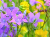 9 июня. Приметы дня