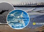 У Маріуполі гинуть дельфіни і птахи