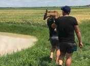 Паводки на Буковине: в деревне Костичаны местные жители целый день спасали косуль 