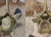 Одессит нашел позвонок доисторического животного (фото)