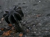 Иллюстративное фото