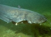 Опасность в Днепре: невиданные монстры из глубин