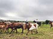Венедиктов день, Фёдор-скотник: приметы и обряды 27 марта
