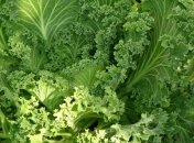 Украинцы перешли на картошку и капусту с говядины и молока