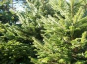 В Гослесагентстве рассказали, сколько будут стоить новогодние елки