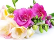 Янукович желает добра и счастья Балоге