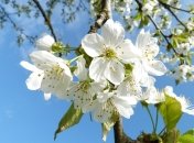 Полная противоположность апрелю: какой погоды ждать украинцам в мае