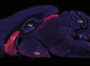 Ученые обнаружели нейроны, способствующие перееданию