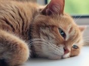 Аномальная жара во Франции побила исторический рекорд