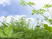 Французские ученые назвали несколько новых видов опасных растений