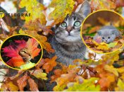 Котики в осенних листьях