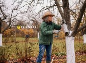 Побелка деревьев защитит их зимой