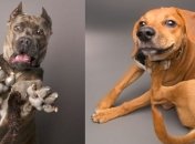 Харизматичные собаки, которые словно хотят нам что-то сказать (Фото)