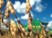 Украинские аграрии меняют кукурузу и подсолнечник на сою