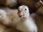 КНДР подтвердила информацию о вспышке птичьего гриппа Н5N1