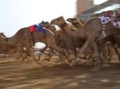 Такого вы еще не видели: верблюжьи гонки (Фото)
