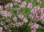 Тимьян положительно влияет на мужскую половую функцию