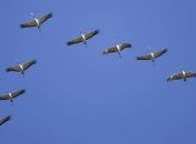 Ученые выяснили, когда птицы научились летать