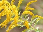 Растения способны "общаться" на расстоянии: как это происходит 