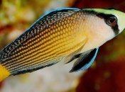 В Австралии обнаружена рыба, маскирующаяся под свою жертву. Видео