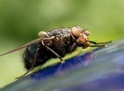 Мухам в доме не место