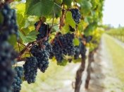 Підготуйте виноград до зимівлі