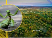 Богомол в Чернобыльском заповеднике