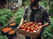 Дозрівання помідорів можна прискорити