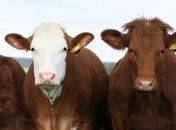 Коровы пытались сбежать из РФ в Украину: в ГПСУ принимают меры по "депортации" нелегалов