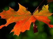 Какой завтра праздник: что можно и нельзя делать 10 ноября