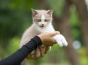 Які знаки Зодіаку люблять котів