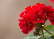 Дайте герани правильное удобрение весной