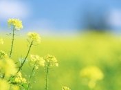 Погода в Украине 19 августа: местами пройдут небольшие дожди