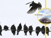 Мурмурація шпаків