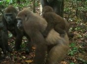 У Нігерії сфотографували рідкісних горил з дитинчатами