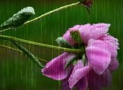 Дощі, грози та до +36°: прогноз погоди на вихідні