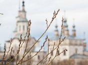 Верба на фоне церкви