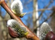 Погода в Украине 6 марта: в восточных областях и на Закарпатье - дожди