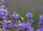 Прогноз погоды на 18 июня: сохранится жара, преимущественно без осадков