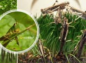 Опасный вредитель уничтожает растительность в одной из областей Украины - под угрозой и другие регионы (видео)