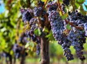 Директор школы эксплуатировал детей на виноградниках