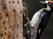 Дятел - санитар леса