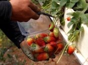 Причиной отравления детей в Германии могла стать клубника из Китая