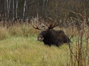 В Житомирской области под колесами машины погиб лось