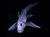 Глубоководная химера (иллюстративное фото)