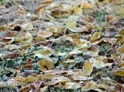 Мороз до минус 8 и снег: прогноз погоды на начало недели