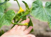 Огурцы отблагодарят за заботу