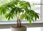 Денежное дерево – это символ финансового успеха и стабильности