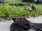 Необъяснимая "аномалия" свалилась на город: выпал дождь из птиц  